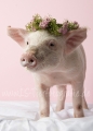 06 Schwein gehabt
